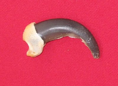 Picture of this lot Grizzly Bear Claws