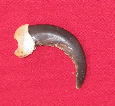 Picture of this lot Grizzly Bear Claws