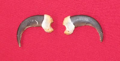Picture of this lot Grizzly Bear Claws