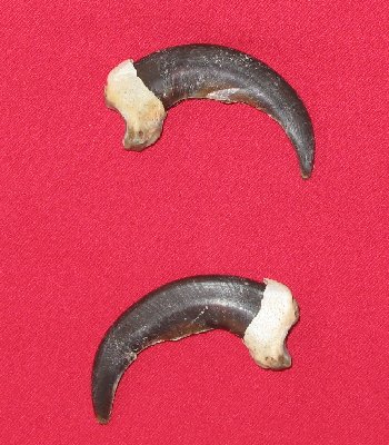 Picture of this lot Grizzly Bear Claws