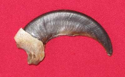 Picture of this lot Grizzly Bear Claws