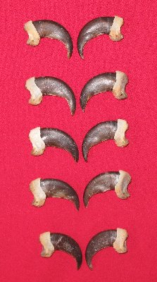 Picture of this lot Grizzly Bear Claws