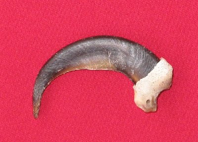 Picture of this lot Grizzly Bear Claws