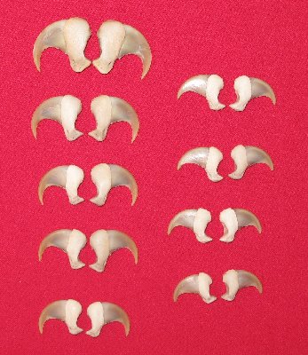 Picture of this lot Cougar Mountain Lion Claws, Dew Claws