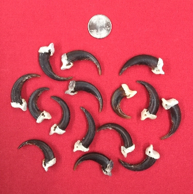 Picture of this lot Wolf Claws