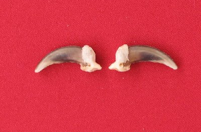 Picture of this lot Wolf Claws