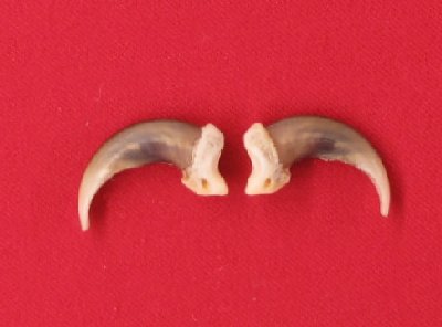 Picture of this lot Wolf Claws