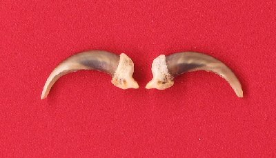 Picture of this lot Wolf Claws