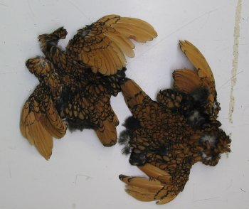Top