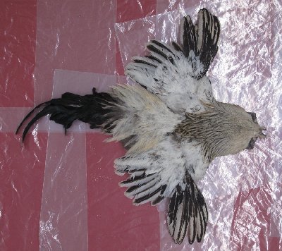 Picture of this lot Chicken Feathers, Hackles