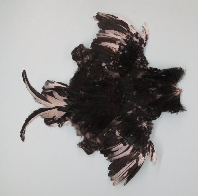 Picture of this lot Chicken Feathers, Hackles
