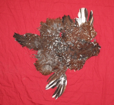 Picture of this lot Chicken Feathers, Hackles