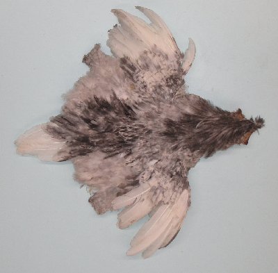 Picture of this lot Chicken Feathers, Hackles