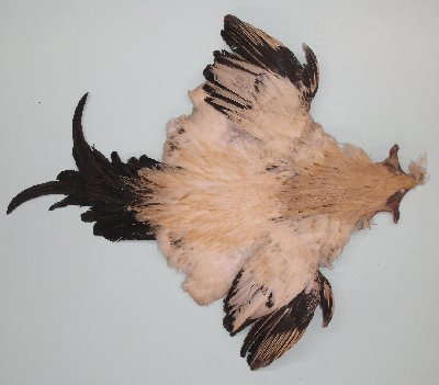 Picture of this lot Chicken Feathers, Hackles