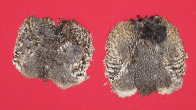 Picture of this lot Ruffed Grouse Skins Feathers