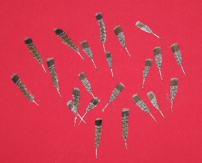 Picture of this lot Ruffed Grouse Skins Feathers