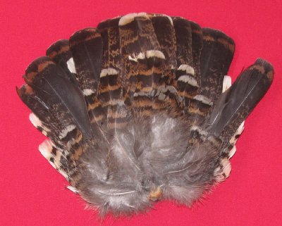 Picture of this lot Spruce Grouse Tails Feathers