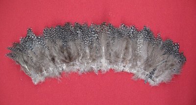 Picture of this lot Feathers - Guinea