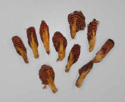 Picture of this lot Ring-Necked Pheasant Miscellaneous Feathers