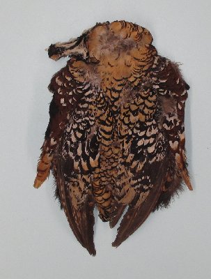 Picture of this lot Ring-Necked Pheasant Miscellaneous Feathers