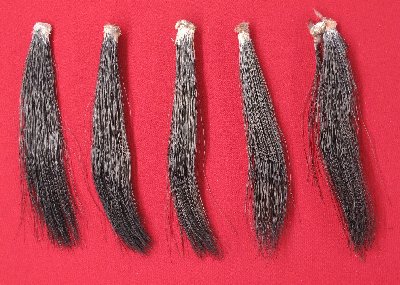 Picture of this lot Wild Turkey Feathers, Wings, Tails and Beards