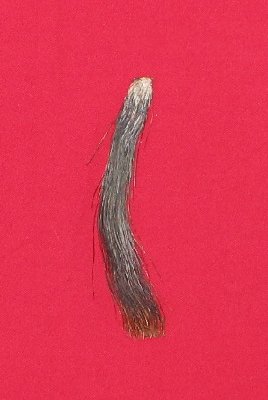 Picture of this lot Wild Turkey Feathers, Wings, Tails and Beards