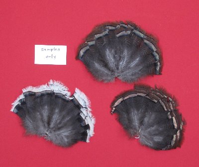 Picture of this lot Wild Turkey Feathers, Wings, Tails and Beards