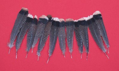 Picture of this lot Wild Turkey Feathers, Wings, Tails and Beards
