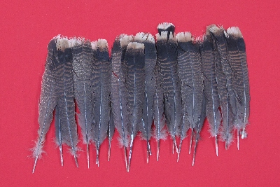 Picture of this lot Wild Turkey Feathers, Wings, Tails and Beards