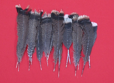 Picture of this lot Wild Turkey Feathers, Wings, Tails and Beards