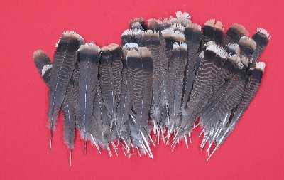Picture of this lot Wild Turkey Feathers, Wings, Tails and Beards