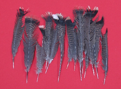 Picture of this lot Wild Turkey Feathers, Wings, Tails and Beards