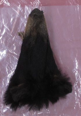 Picture of this lot Raw Fur - Black Bear Pieces