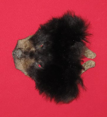 Picture of this lot Raw Fur - Black Bear Pieces