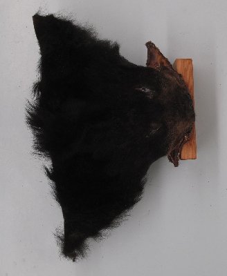 Picture of this lot Raw Fur - Black Bear Pieces