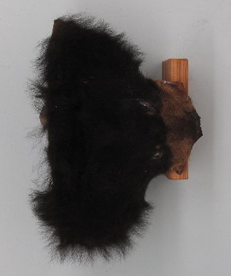 Picture of this lot Raw Fur - Black Bear Pieces