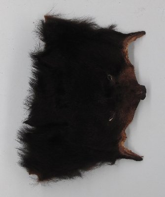 Picture of this lot Raw Fur - Black Bear Pieces