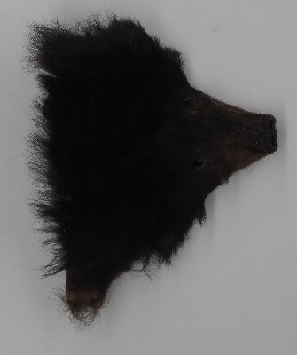 Picture of this lot Raw Fur - Black Bear Pieces