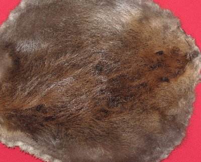Picture of this lot Raw Fur - Beaver
