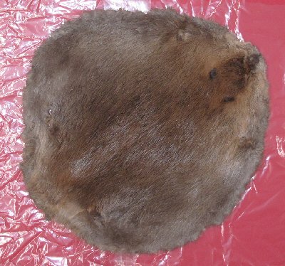 Picture of this lot Raw Fur - Beaver