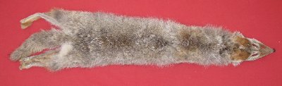 Picture of this lot Raw Fur - Coyote