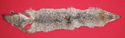 Picture of this lot Raw Fur - Coyote