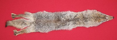 Picture of this lot Raw Fur - Coyote
