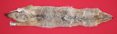 Picture of this lot Raw Fur - Coyote