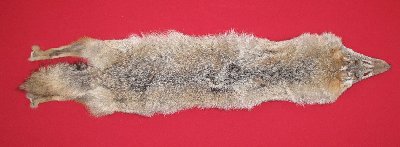Picture of this lot Raw Fur - Coyote
