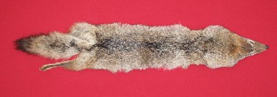 Picture of this lot Raw Fur - Coyote