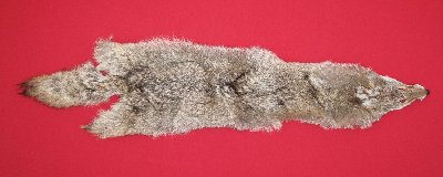Picture of this lot Raw Fur - Coyote