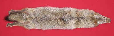 Picture of this lot Raw Fur - Coyote
