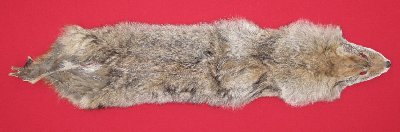 Picture of this lot Raw Fur - Coyote