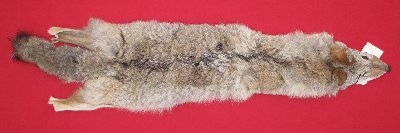 Picture of this lot Raw Fur - Coyote